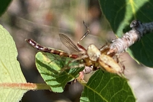 iNaturalist observation photo of Leptogastrinae