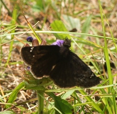 Erynnis icelus