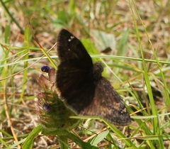Erynnis icelus