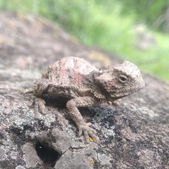 Phrynosoma taurus