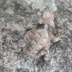 Phrynosoma taurus