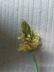 Plantago lanceolata