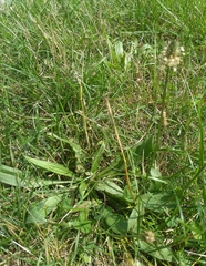 Plantago lanceolata