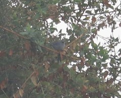 Xenospingus concolor