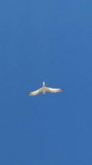 Gelochelidon nilotica