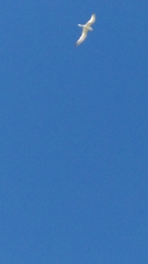 Gelochelidon nilotica