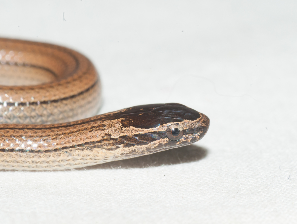 Oriente Brown-Capped Racerlet