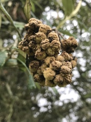Buddleja incana