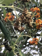 Buddleja incana