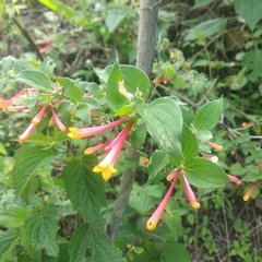 Bouvardia chrysantha