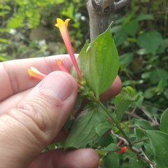 Bouvardia chrysantha