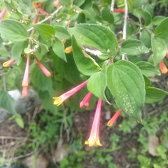 Bouvardia chrysantha