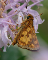Polites peckius