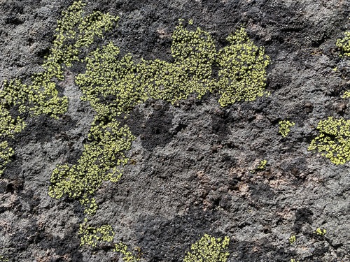 iNaturalist observation photo of Map Lichens