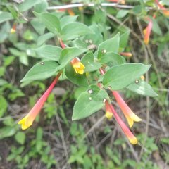 Bouvardia chrysantha