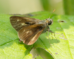 Polites egeremet