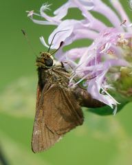 Euphyes vestris