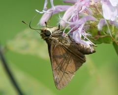 Euphyes vestris