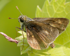 Polites egeremet
