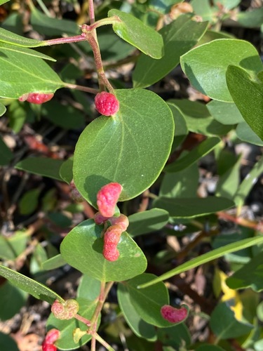iNaturalist observation photo of Manzanita Leafgall Aphid