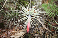 Tillandsia matudae