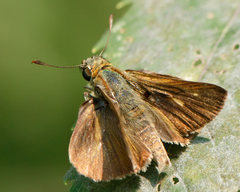Polites egeremet