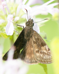 Erynnis baptisiae