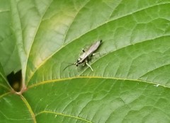 Cratichneumon sublatus