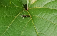 Cratichneumon sublatus