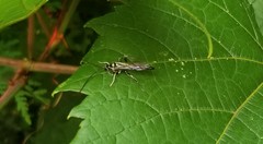 Cratichneumon sublatus