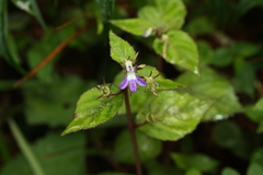 Diastatea