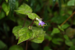 Diastatea