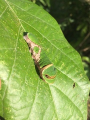 Papilio menatius victorinus