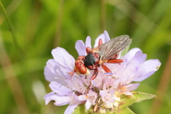 Myopa dorsalis