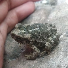 Incilius occidentalis