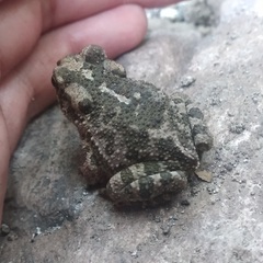 Incilius occidentalis