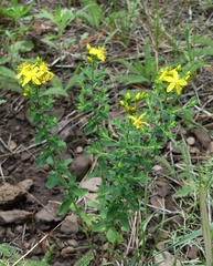 Hypericum formosum
