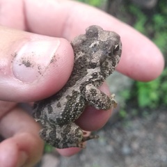 Incilius occidentalis
