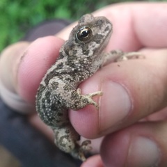 Incilius occidentalis