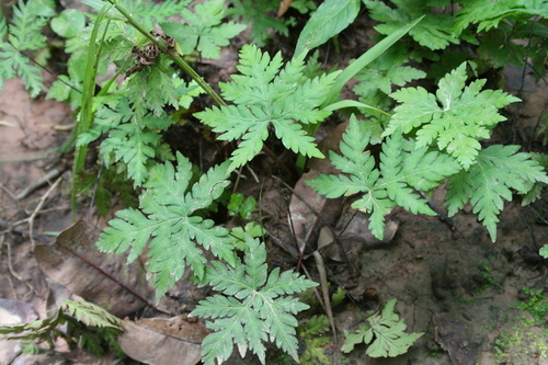 Geranium Fern