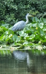 Ardea cinerea