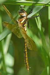 Somatochlora ensigera