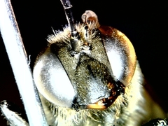 Palmodes occitanicus