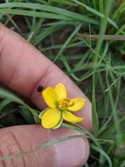 Senna pumilio
