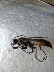 Palmodes occitanicus