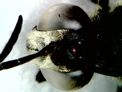 Palmodes occitanicus