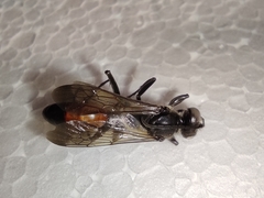 Palmodes occitanicus