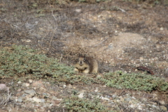 Otospermophilus beecheyi nesioticus