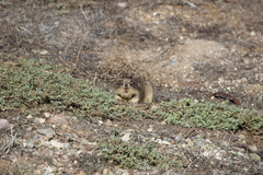 Otospermophilus beecheyi nesioticus