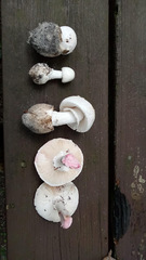 Amanita mutabilis image